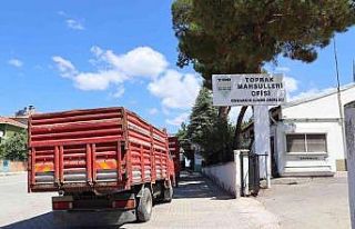 Osmancık TMO hububat alımında rekor kırıyor