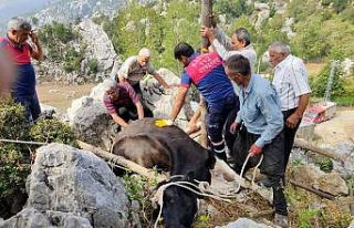 Otlanırken kayaların arasına düşen ineği itfaiye...