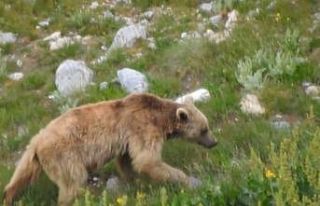 Otomobilin camını kıran ayı araç içerisinde...