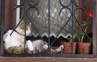 Oturuşu ile meşhur olan kediye rakip çıktı