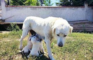 (ÖZEL) Anne Akbaş’tan yürek ısıtan görüntüler