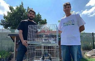 (ÖZEL) Bir günde bin 50 kilometre uçarak kümeslerine...