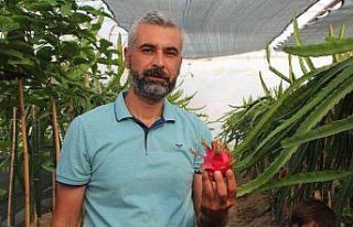 (ÖZEL) Bu meyveyi yetişmek için serasına kamera...