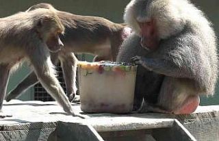 (Özel) Sıcaktan bunalan hayvanların buzlu meyve...