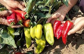 Pamukkale Ovasında çiftçinin yeni umudu salçalık...