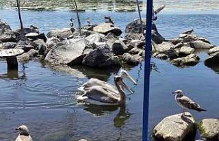 Pelikanlar adanın maskotu oldu