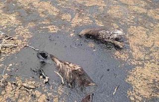 Petrol atığında mahsur kalan nesli tükenmekte...