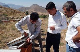 Remik Yaylası balının sağımı başladı