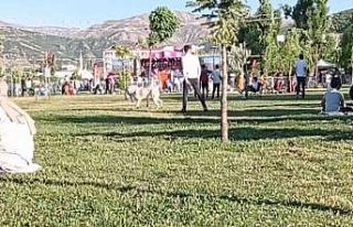 Sahilde top oynayan gençlerin köpekle imtihanı