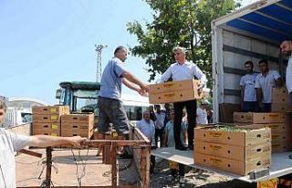 Samsun’da 687 bin kışlık sebze fidesi dağıtıldı