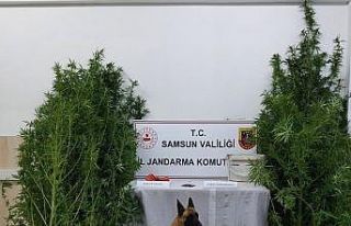 Samsun’da çok sayıda narkotik madde ele geçirildi