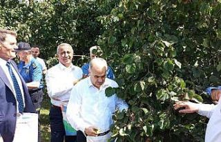 Samsun’da fındık hasat etkinliği: 112 bin 500...