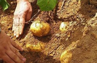 Samsun’da patates üretimi artıyor