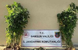 Samsun’da yasa dışı kenevir ekmeye 1 gözaltı