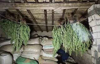 Şanlıurfa’da uyuşturucu operasyonu