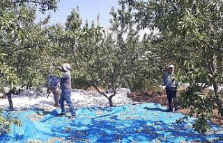 Sarıgöl’de badem hasadı başladı