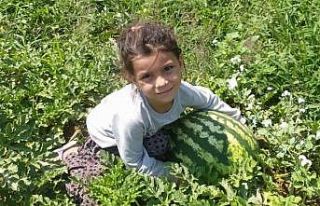 Sarıgöl’de kavun karpuz bereketi