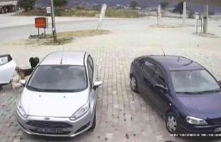 Şaşkına çeviren köpek hırsızlığı