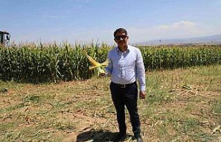 Şehzadeler’de tarıma kazandırılan atıl arazide...