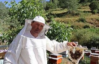 Şeker hastaları için bal üretiyor