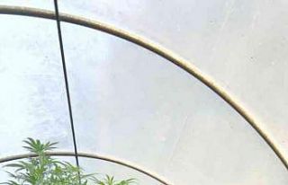 Serada Hint keneviri yetiştiren şahıs serbest bırakıldı