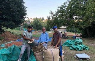 Serbest piyasada fındık 45 lira