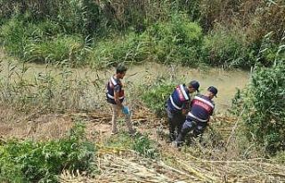 Serik’te sazlık alanda 112 kök kenevir ele geçirildi