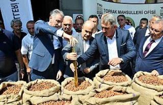 Sezonun ilk fındığı TMO tarafından 56 TL 10 kuruştan...