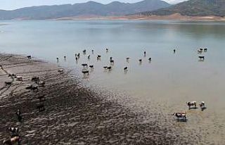 Sıcaklardan bunalan hayvanlar barajda serinliyor