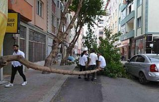 Şiddetli rüzgar çeyrek asırlık ağacı devirdi