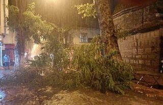 Şiddetli rüzgâr yüzyıllık ağacı devirdi