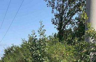 Silivri’de göç yolunda yüzlerce leylek öldü