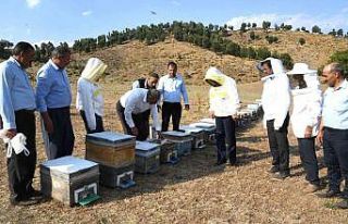 Sincik’te bal sağım sezonu başladı