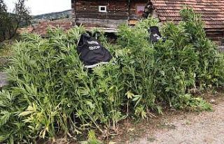 Sinop’ta kenevir operasyonu: 36 kök Hint keneviri...