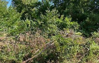 Sinop’ta kesilen çam ağaçları tepki çekti