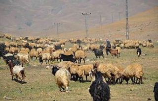 Şırnak’ta göçerler yayla yolunda