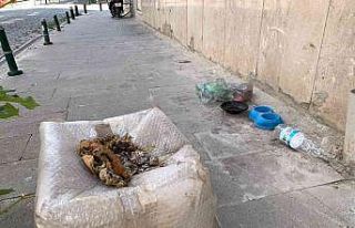 Sokak hayvanları için gelişigüzel bırakılan...