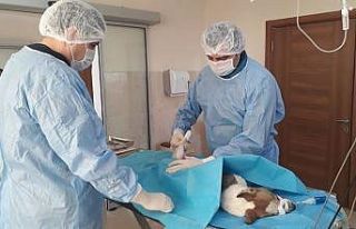 Sokak hayvanlarının dostu, İnegöl Belediyesi