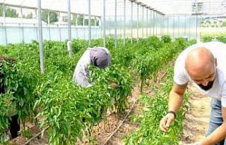 Solucan gübresiyle üretilen ürünlerin hasadına...