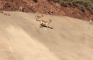 Su içemeye gelen dağ keçileri görüntülendi