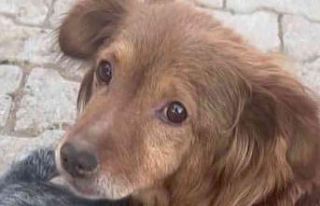 ’Su’ ile ’Ateş’in dostluğu görenleri şaşkına...