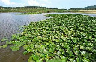 Süleymanlı Yayla Gölü’nde nilüfer şöleni