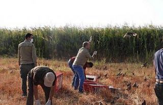 Sülünler doğaya bırakıldı