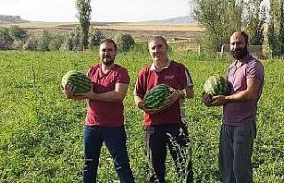 Sungurlu’da karpuz hasadı başladı