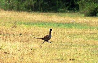 Tabiata 323 bin 721 sülün