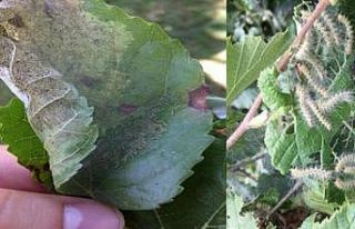 Tarıma ekonomik zarar veriyor