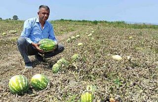 Tarlada 80 kuruşa kadar düştü, tezgahta 4-5 lira