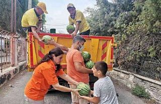Tarsus Belediyesi, halka 6 ton karpuz dağıttı