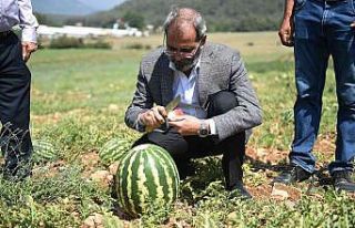 Tarsus’ta hasadı yapılan karpuzlar halka ücretsiz...