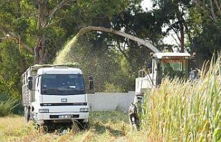 Tarsus’ta üreticilere ücretsiz mısır tohumu...